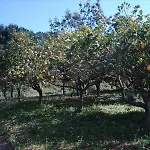 Residenza Crivo 3* Parghelia