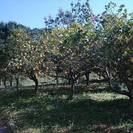 Residenza Crivo 3* Parghelia